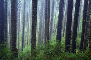  WSA: Działka leśna bez lasu to nadal działka leśna